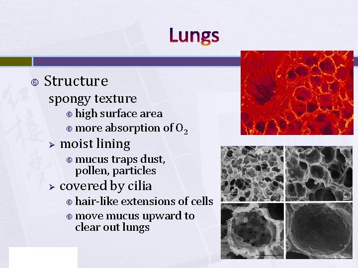 Lungs Structure spongy texture high surface area more absorption of O 2 Ø moist