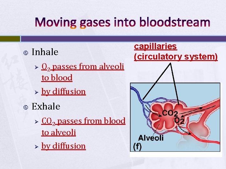 Moving gases into bloodstream Inhale Ø Ø O 2 passes from alveoli to blood