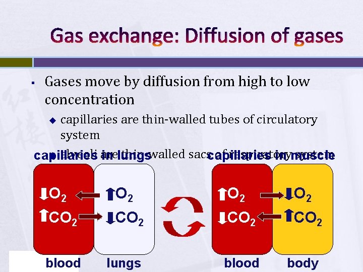 Gas exchange: Diffusion of gases § Gases move by diffusion from high to low