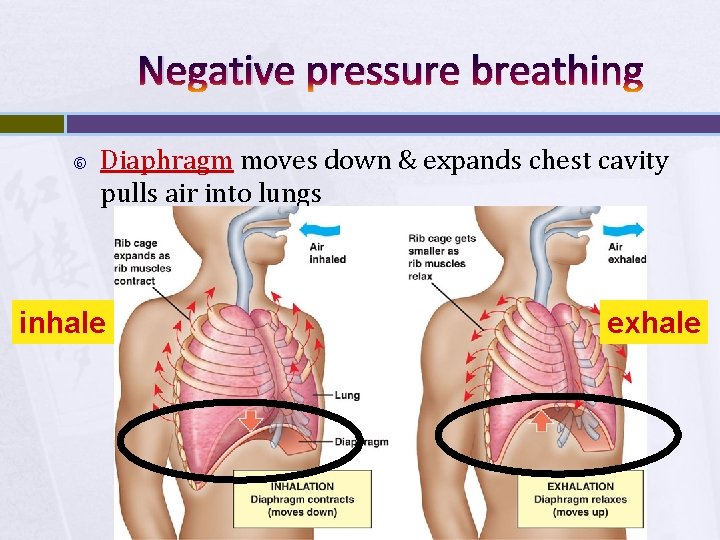 Negative pressure breathing Diaphragm moves down & expands chest cavity pulls air into lungs