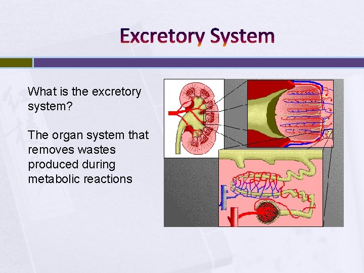 Excretory System What is the excretory system? The organ system that removes wastes produced