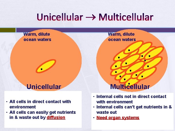 Unicellular Multicellular Warm, dilute ocean waters Unicellular • All cells in direct contact with