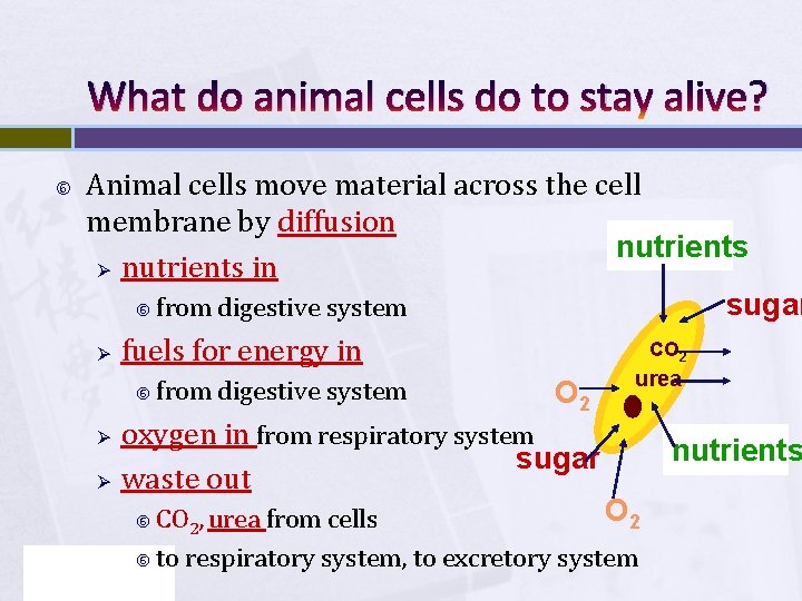 What do animal cells do to stay alive? Animal cells move material across the