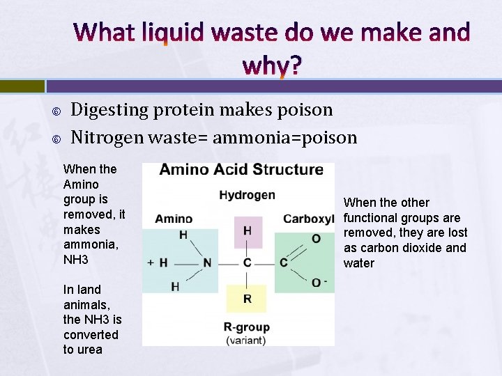 What liquid waste do we make and why? Digesting protein makes poison Nitrogen waste=