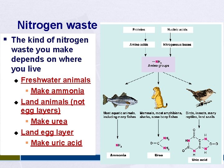 Nitrogen waste § The kind of nitrogen waste you make depends on where you