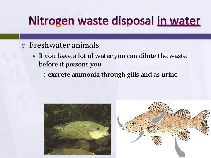 Nitrogen waste disposal in water Freshwater animals Ø If you have a lot of