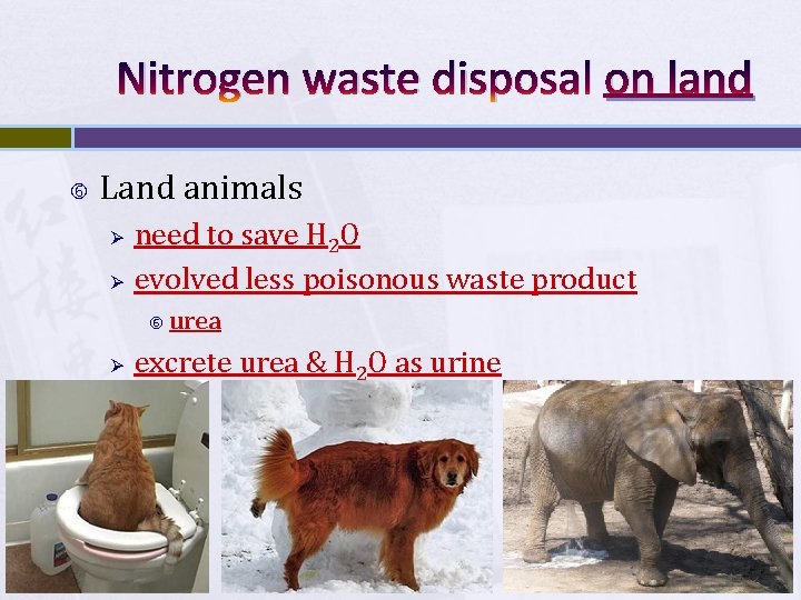Nitrogen waste disposal on land Land animals Ø Ø need to save H 2