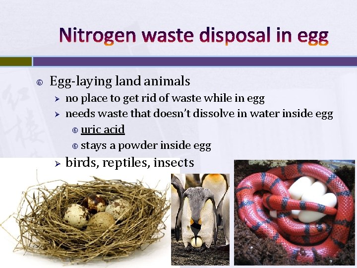 Nitrogen waste disposal in egg Egg-laying land animals Ø Ø Ø no place to