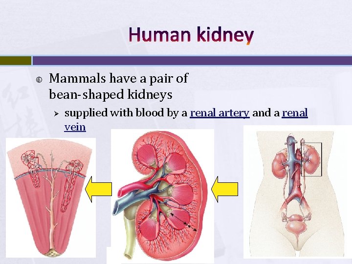 Human kidney Mammals have a pair of bean-shaped kidneys Ø supplied with blood by