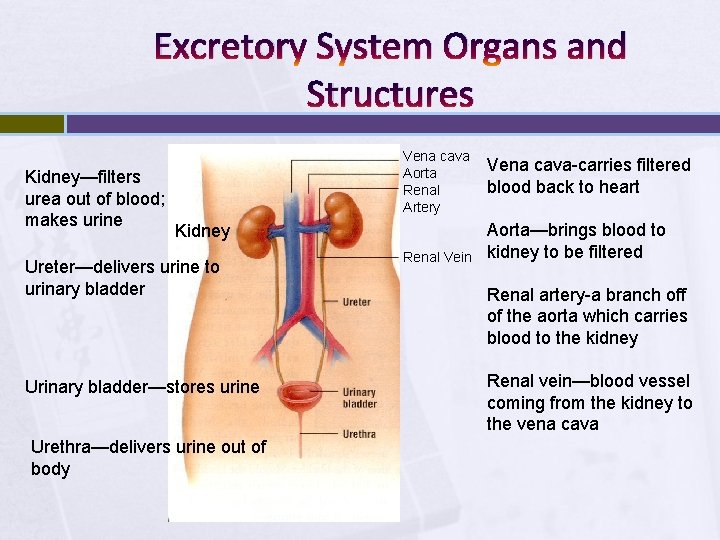 Excretory System Organs and Structures Kidney—filters urea out of blood; makes urine Vena cava
