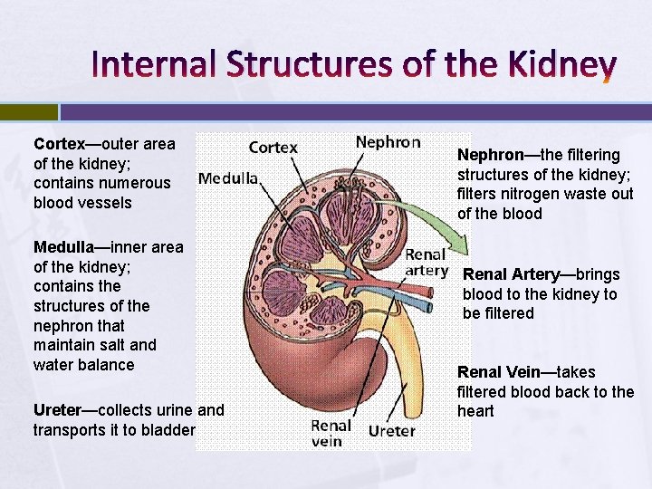 Internal Structures of the Kidney Cortex—outer area of the kidney; contains numerous blood vessels