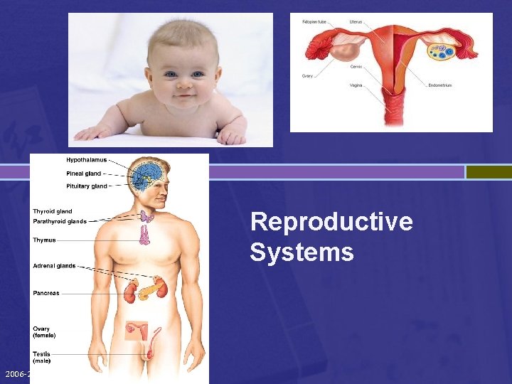 Reproductive Systems 2006 -2007 