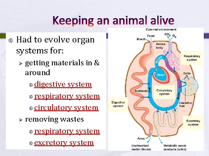 Keeping an animal alive Had to evolve organ systems for: Ø Ø getting materials