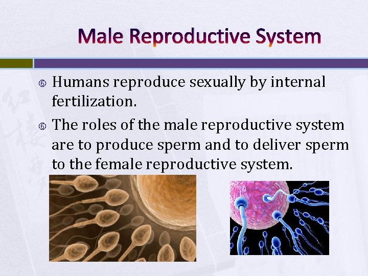 Male Reproductive System Humans reproduce sexually by internal fertilization. The roles of the male