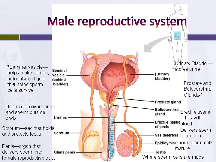 Male reproductive system *Seminal vesicle— helps make semen, nutrient-rich liquid that helps sperm cells