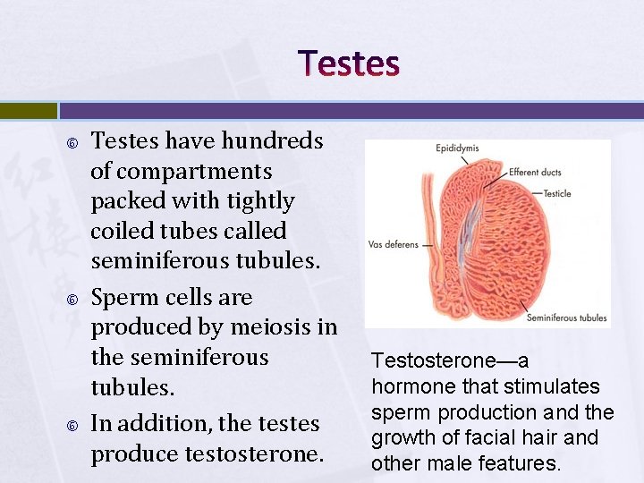 Testes Testes have hundreds of compartments packed with tightly coiled tubes called seminiferous tubules.