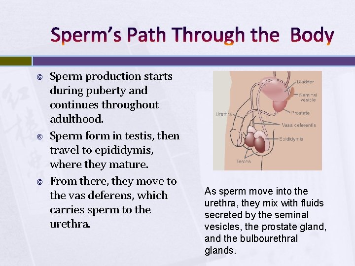 Sperm’s Path Through the Body Sperm production starts during puberty and continues throughout adulthood.