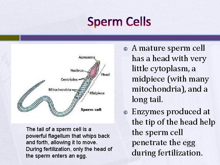 Sperm Cells The tail of a sperm cell is a powerful flagellum that whips