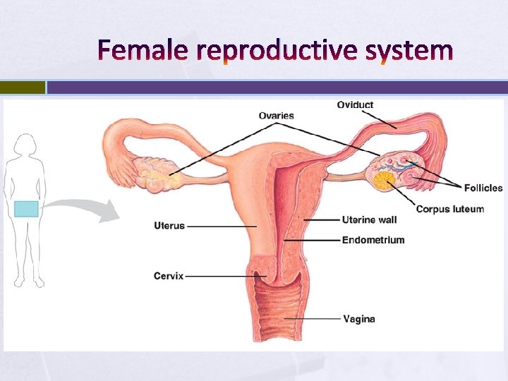 Female reproductive system 