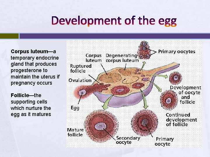 Development of the egg Corpus luteum—a temporary endocrine gland that produces progesterone to maintain