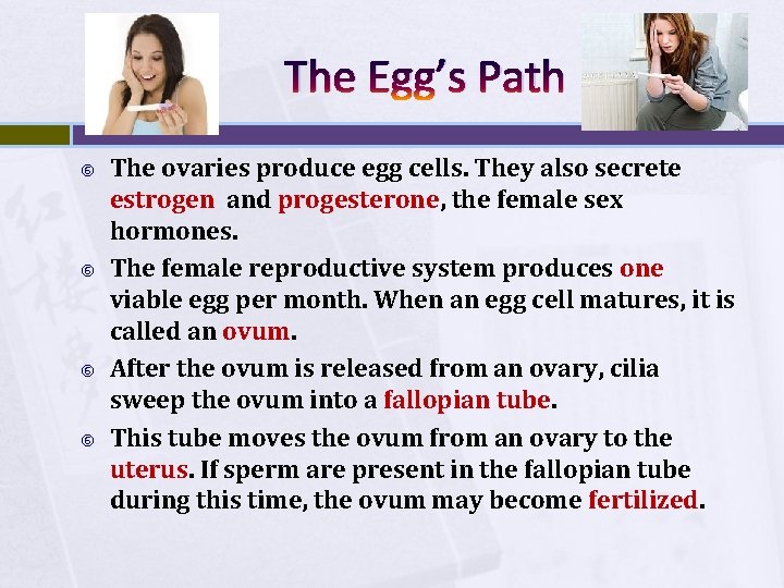 The Egg’s Path The ovaries produce egg cells. They also secrete estrogen and progesterone,