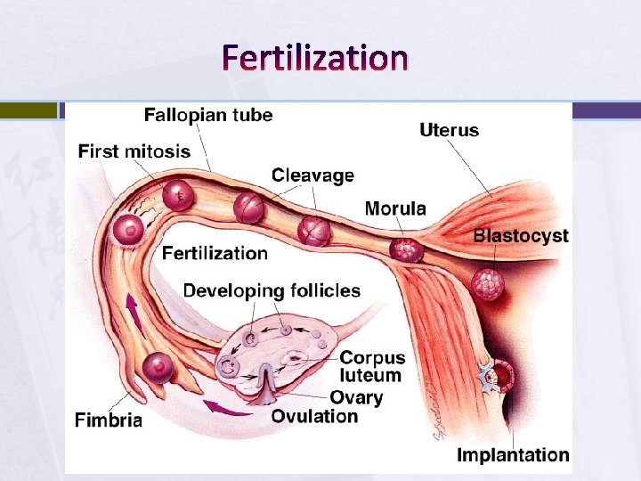 Fertilization 