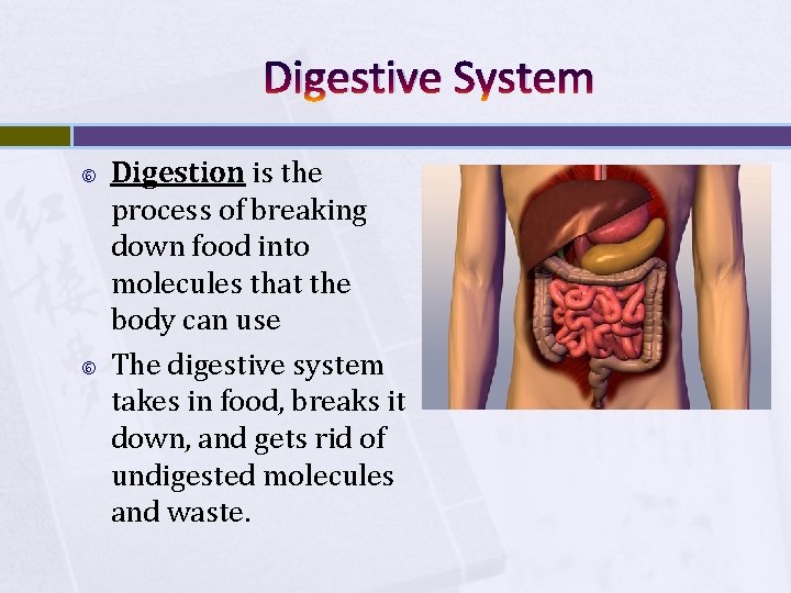 Digestive System Digestion is the process of breaking down food into molecules that the