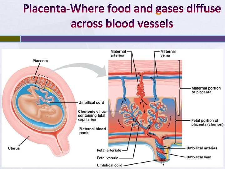 Placenta-Where food and gases diffuse across blood vessels 