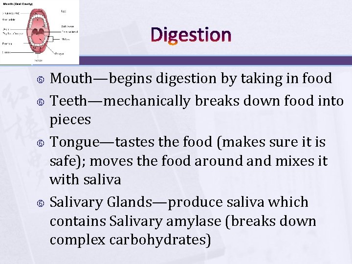 Digestion Mouth—begins digestion by taking in food Teeth—mechanically breaks down food into pieces Tongue—tastes