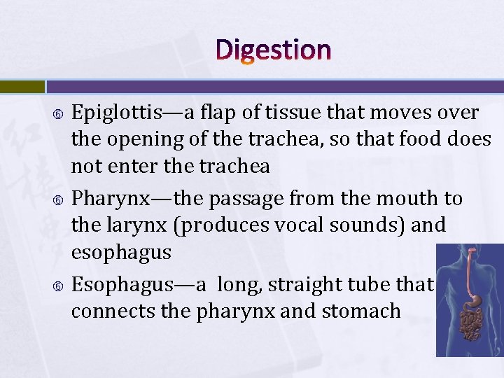 Digestion Epiglottis—a flap of tissue that moves over the opening of the trachea, so