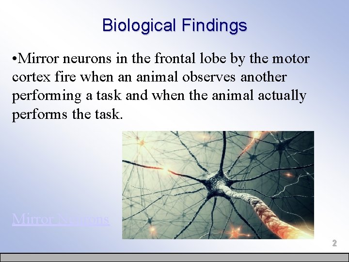 Biological Findings • Mirror neurons in the frontal lobe by the motor cortex fire