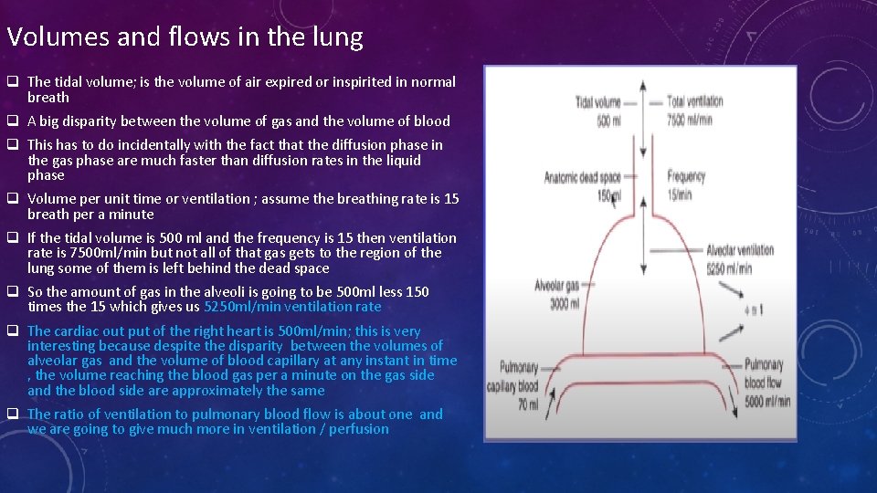 Volumes and flows in the lung q The tidal volume; is the volume of