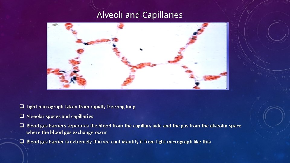 Alveoli and Capillaries q Light micrograph taken from rapidly freezing lung q Alveolar spaces