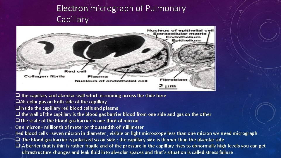 Electron micrograph of Pulmonary Capillary q the capillary and alveolar wall which is running