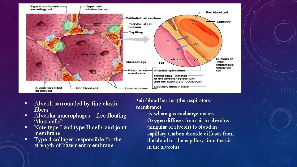 § § Alveoli surrounded by fine elastic fibers Alveolar macrophages – free floating “dust