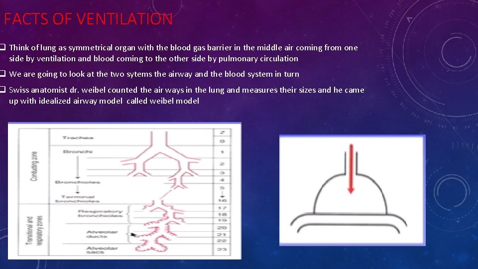 FACTS OF VENTILATION q Think of lung as symmetrical organ with the blood gas