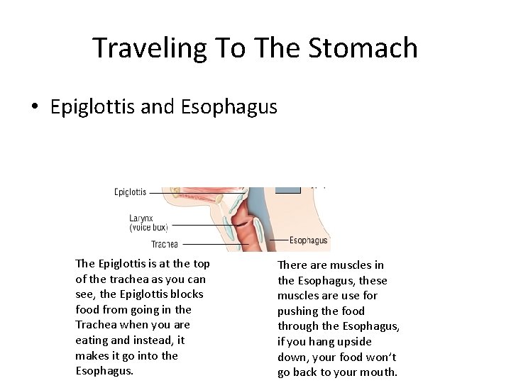 Traveling To The Stomach • Epiglottis and Esophagus The Epiglottis is at the top