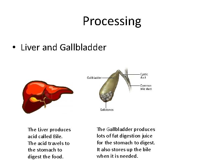 Organs Of The Digestive System By The Digestive