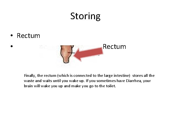 Storing • Rectum • Rectum Finally, the rectum (which is connected to the large