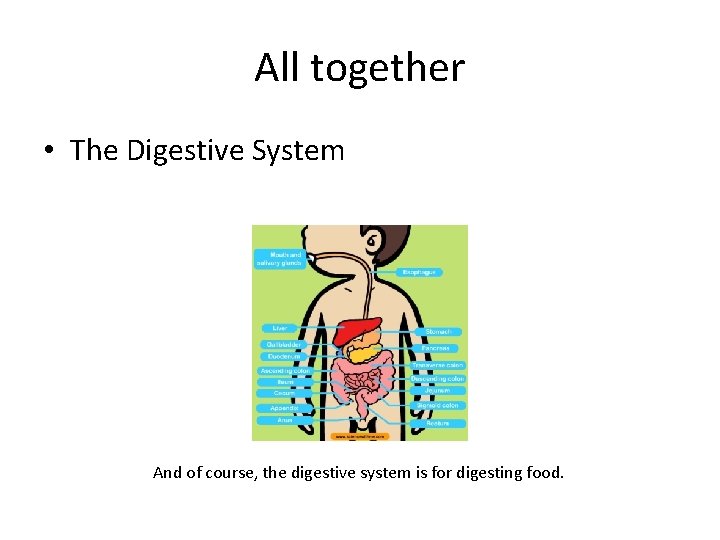All together • The Digestive System And of course, the digestive system is for