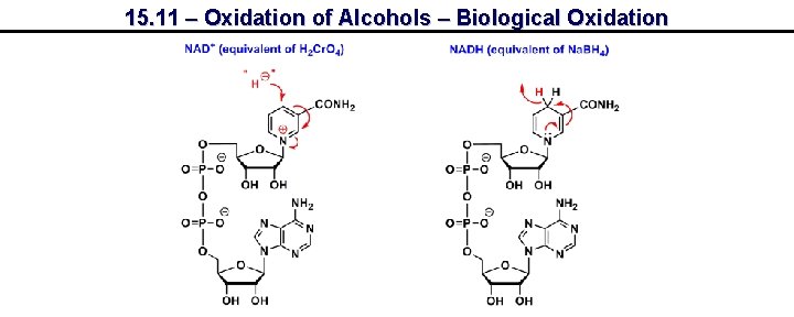 15. 11 – Oxidation of Alcohols – Biological Oxidation 