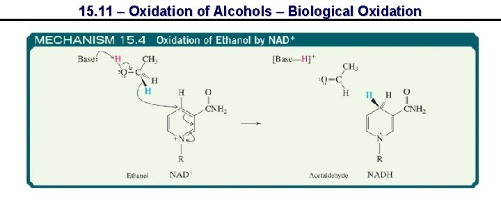 15. 11 – Oxidation of Alcohols – Biological Oxidation 