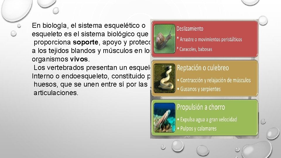 En biología, el sistema esquelético o esqueleto es el sistema biológico que proporciona soporte,