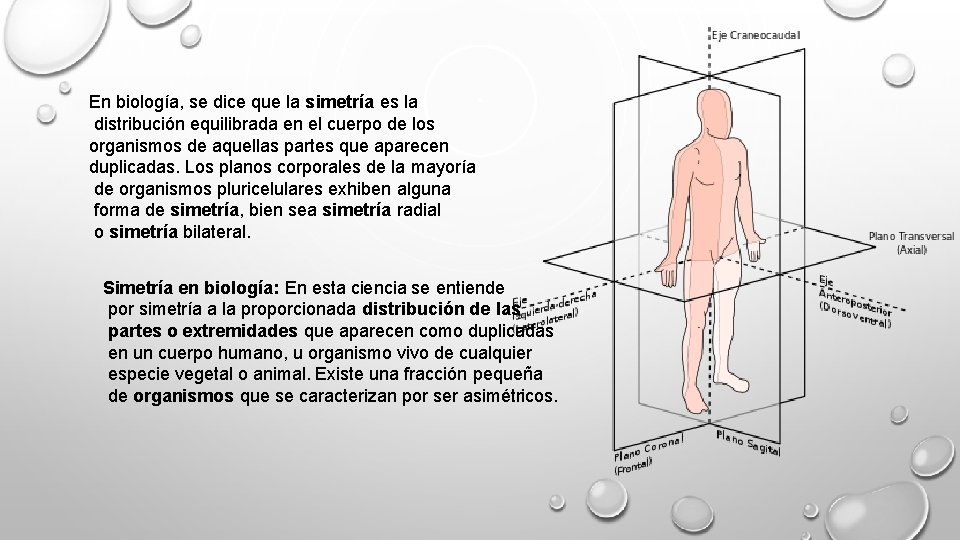 En biología, se dice que la simetría es la distribución equilibrada en el cuerpo