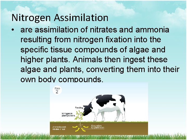 Nitrogen Assimilation • are assimilation of nitrates and ammonia resulting from nitrogen fixation into