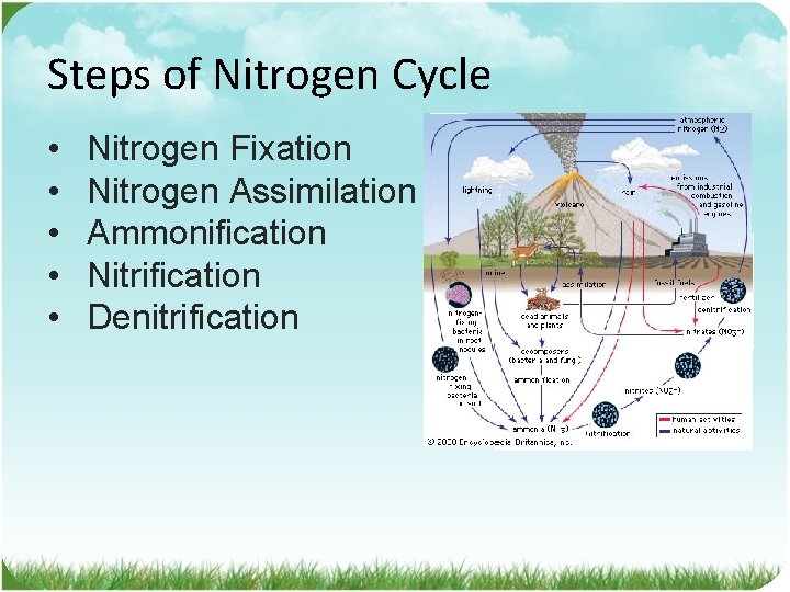 Steps of Nitrogen Cycle • • • Nitrogen Fixation Nitrogen Assimilation Ammonification Nitrification Denitrification