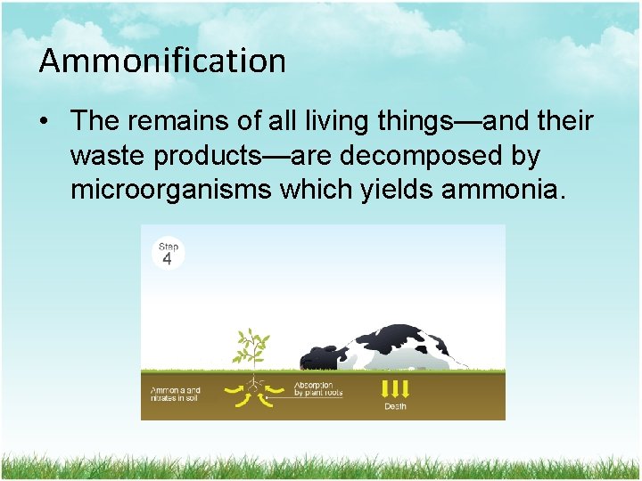 Ammonification • The remains of all living things—and their waste products—are decomposed by microorganisms