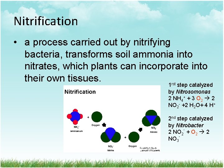 Nitrification • a process carried out by nitrifying bacteria, transforms soil ammonia into nitrates,