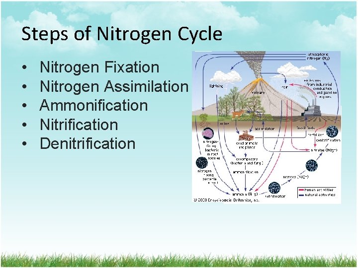 Steps of Nitrogen Cycle • • • Nitrogen Fixation Nitrogen Assimilation Ammonification Nitrification Denitrification