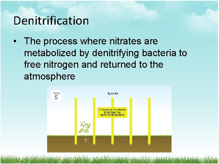 Denitrification • The process where nitrates are metabolized by denitrifying bacteria to free nitrogen